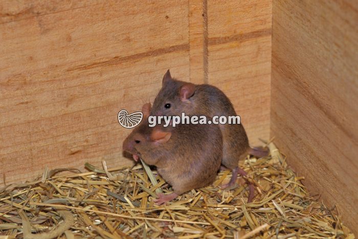 Souris - Accouplement - gryphea.com